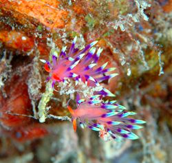 A pair of Flabellina. D70,105mm.
Kapalai, Sabah by Frankie Tsen 